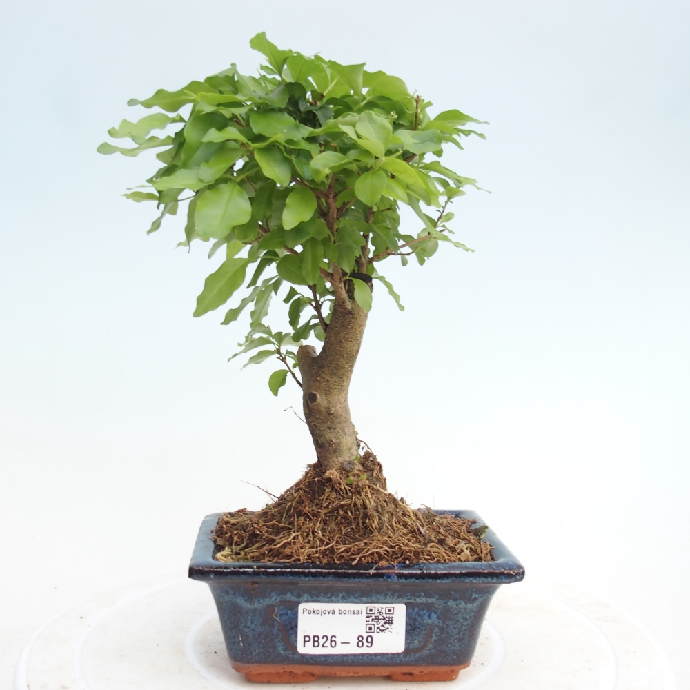Camera bonsai -Ligustrum chinensis - Becco d'uccello