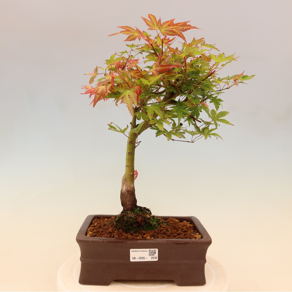 Acero norvegese - Acer palmatum Beni Tsukasa