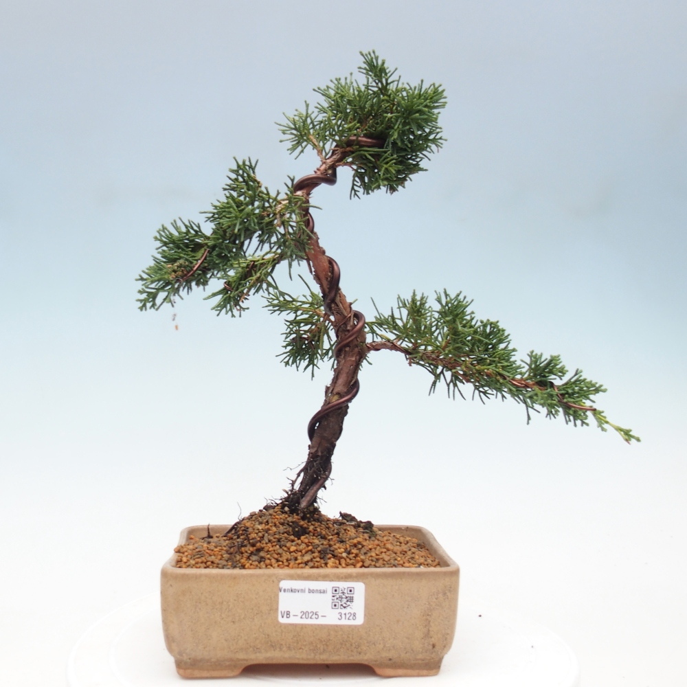 Bonsai da esterno - Juniperus chinensis Kishu