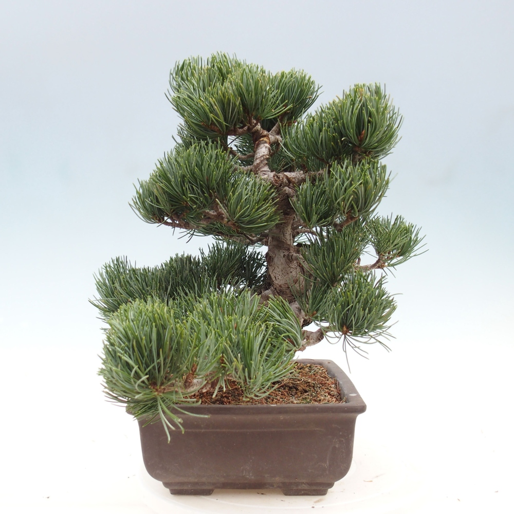 Bonsai da esterno - Pinus parviflora - Pinus parviflora