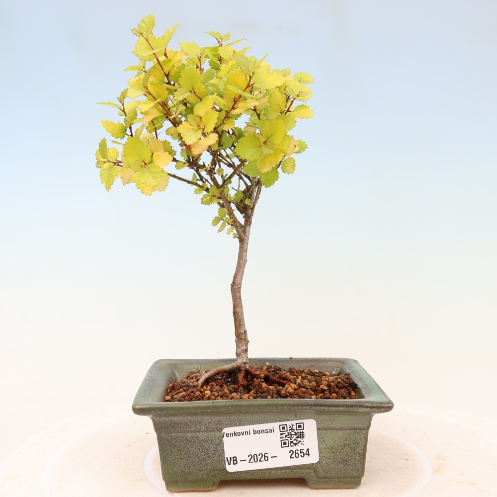 Bonsai da esterno - betulla nana - Betula NANA Golden Treasure