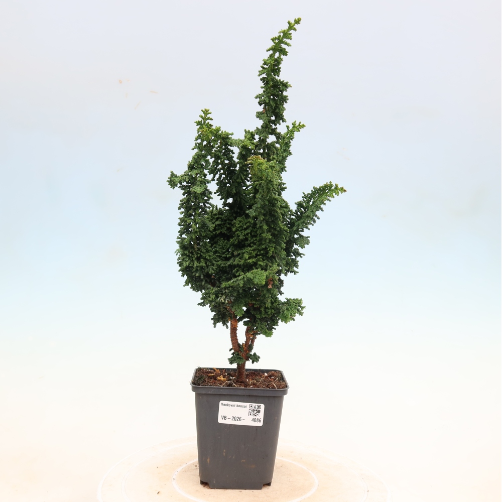 Bonsai da esterno - Cham. obtusa SEKKA HINOKI - Cipresso