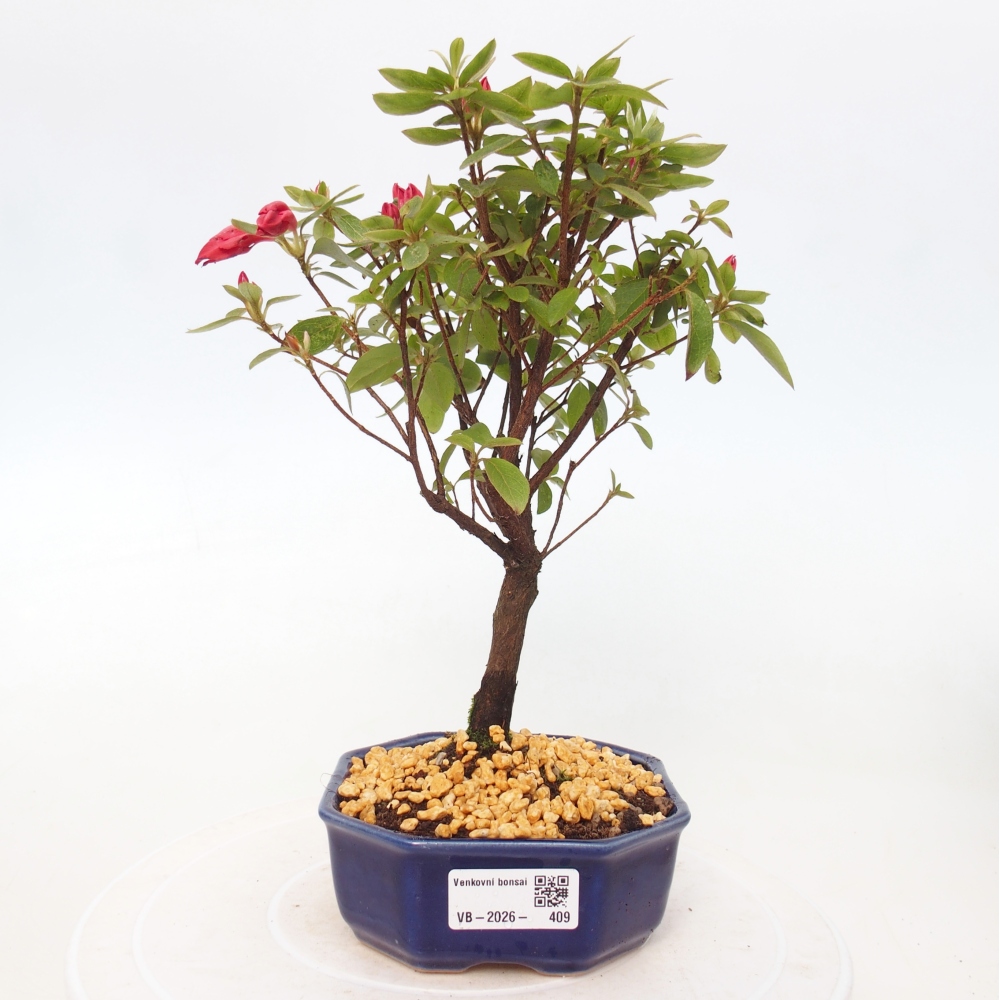 Bonsai da esterno - Azalea giapponese - Azalea sp.