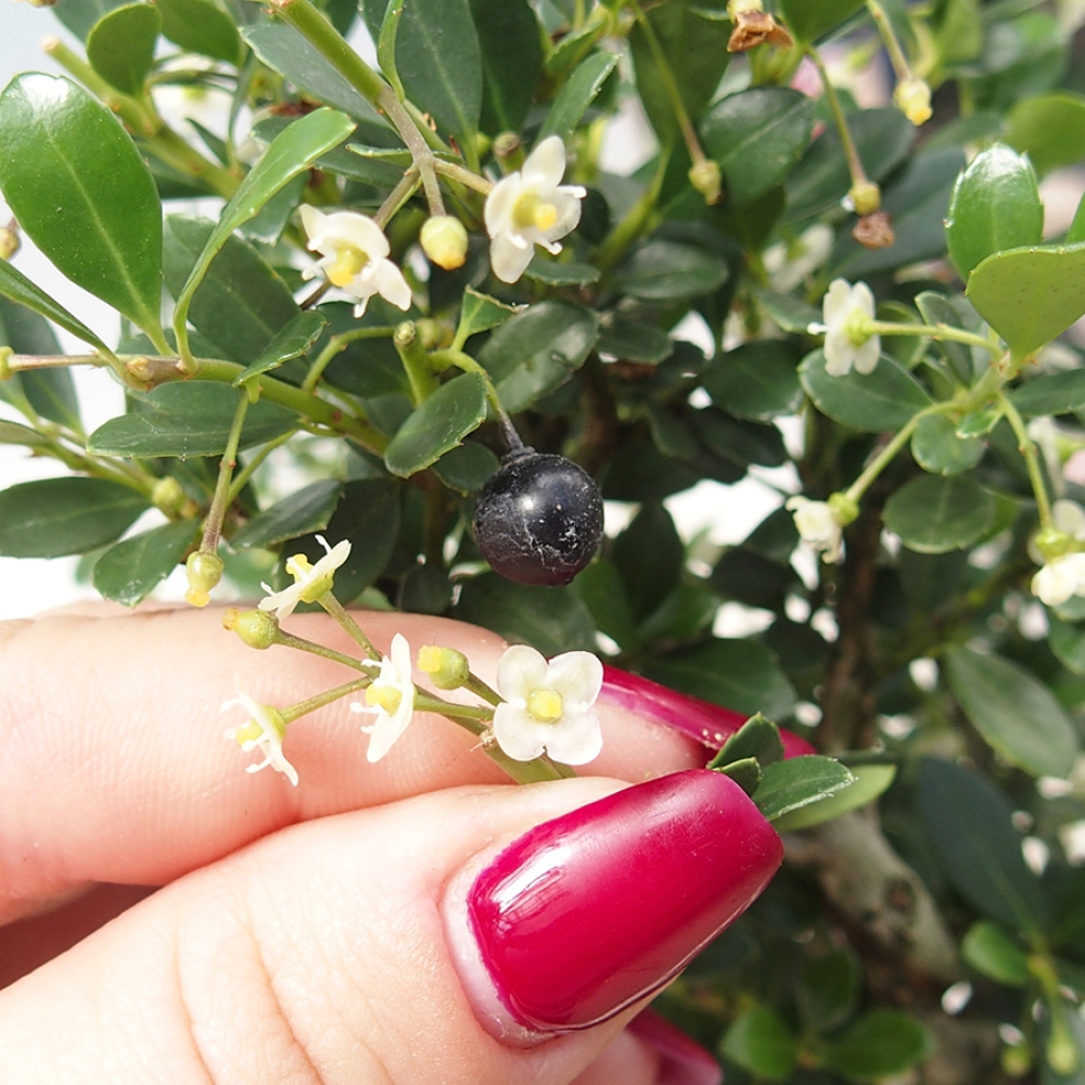 Camera bonsai - Ilex crenata - Agrifoglio