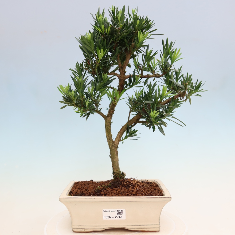 Camera bonsai - Podocarpus - Tasso delle pietre