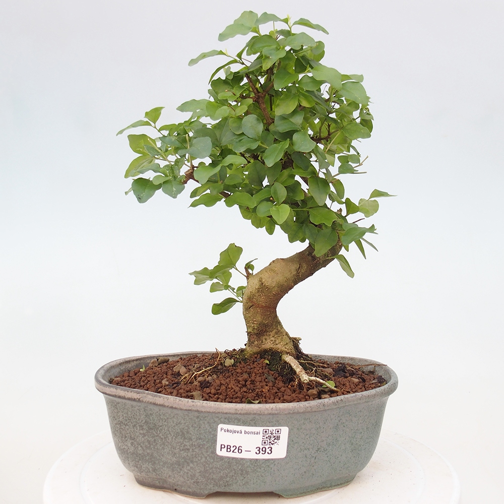 Camera bonsai -Ligustrum chinensis - Becco d'uccello