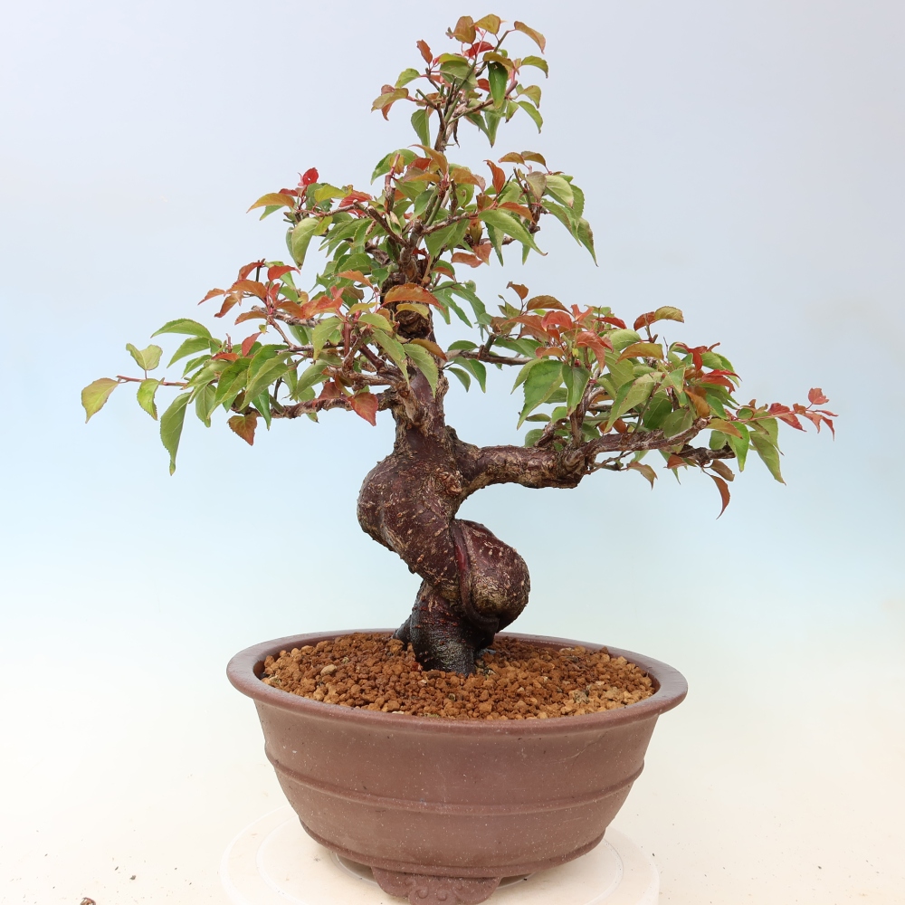Bonsai da esterno - Albicocco giapponese - Prunus Mume