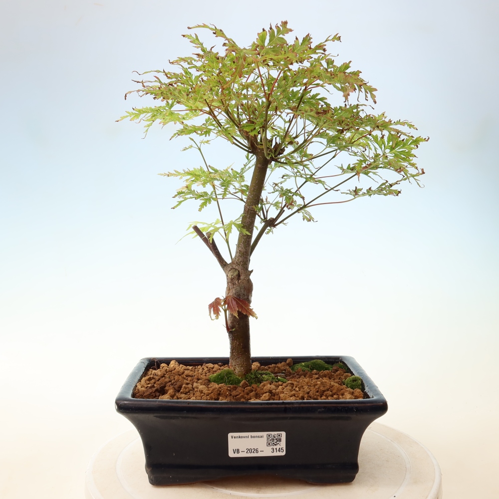 Bonsai da esterno - Acer palmatum Dissectum