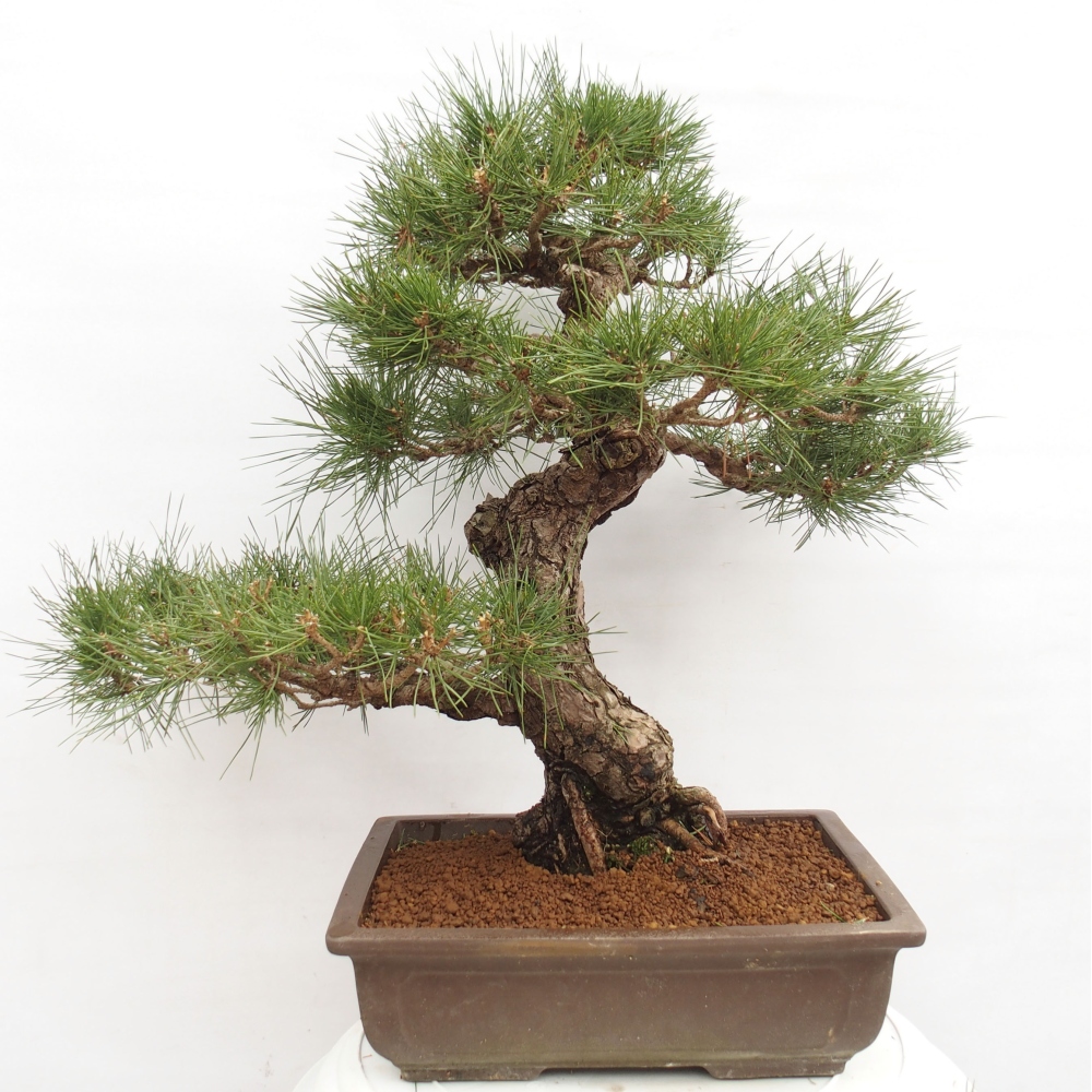 Bonsai da esterno - Pinus thunbergii - Pino di Thunberg