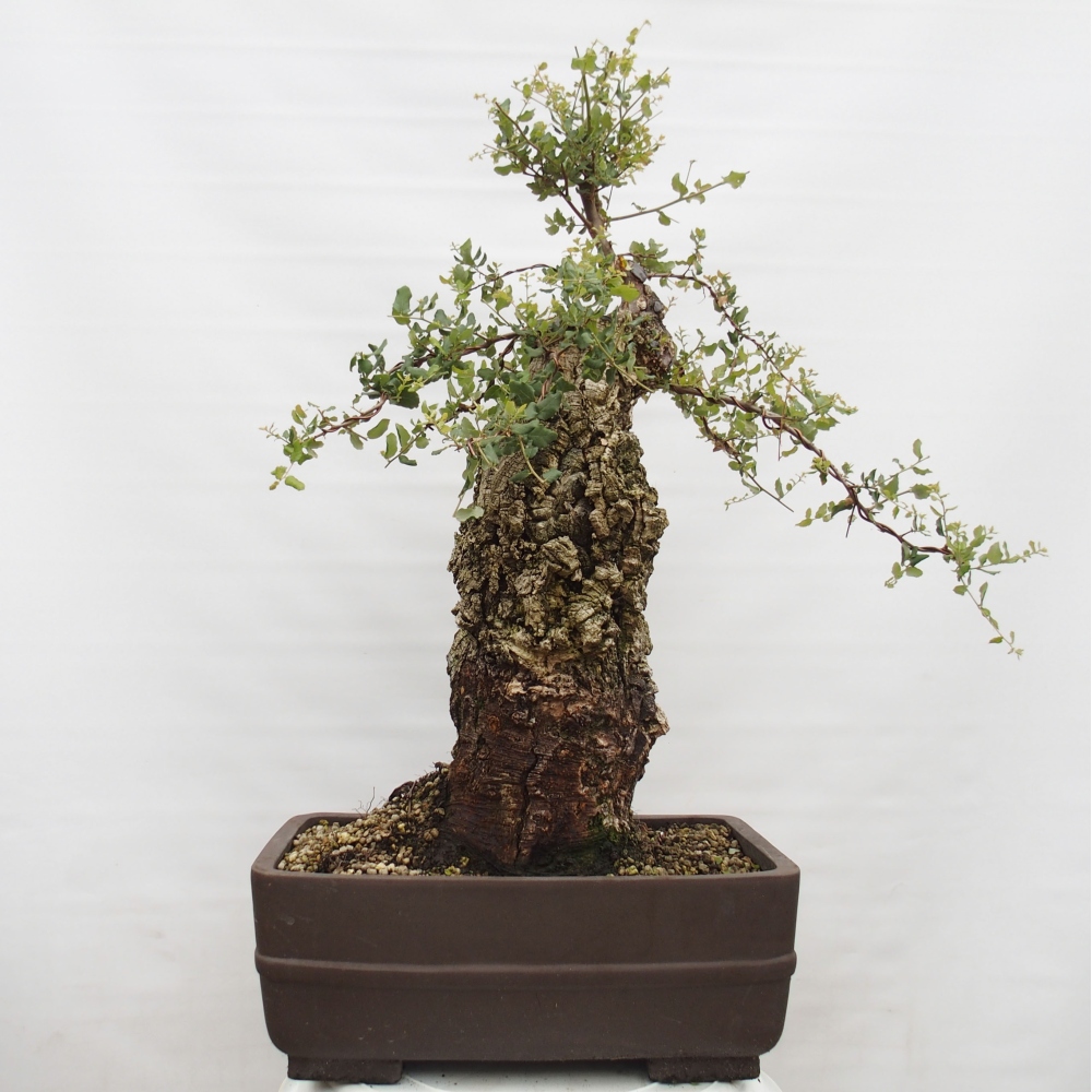 bonsai da esterno Quercus suber - Quercia da sughero