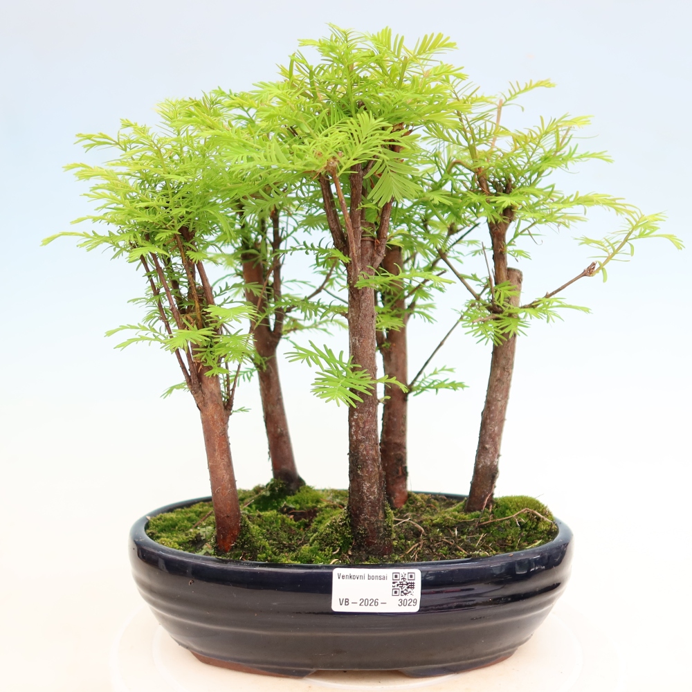 Bonsai da esterno - Metasequoia glyptostroboides - Metasequoia cinese - boschetto