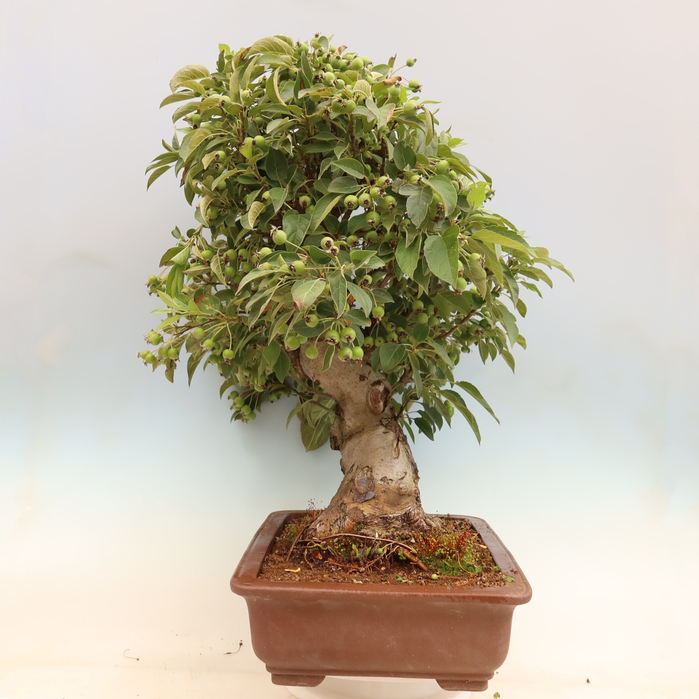 Bonsai da esterno -Malus halliana - Melo a frutto piccolo