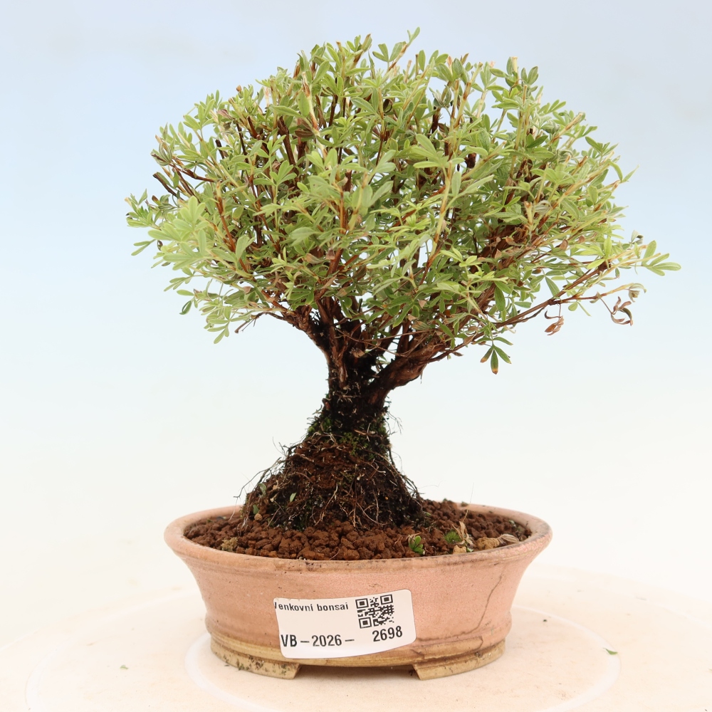 Bonsai da esterno - Potentilla fruticosa - Goldkissen