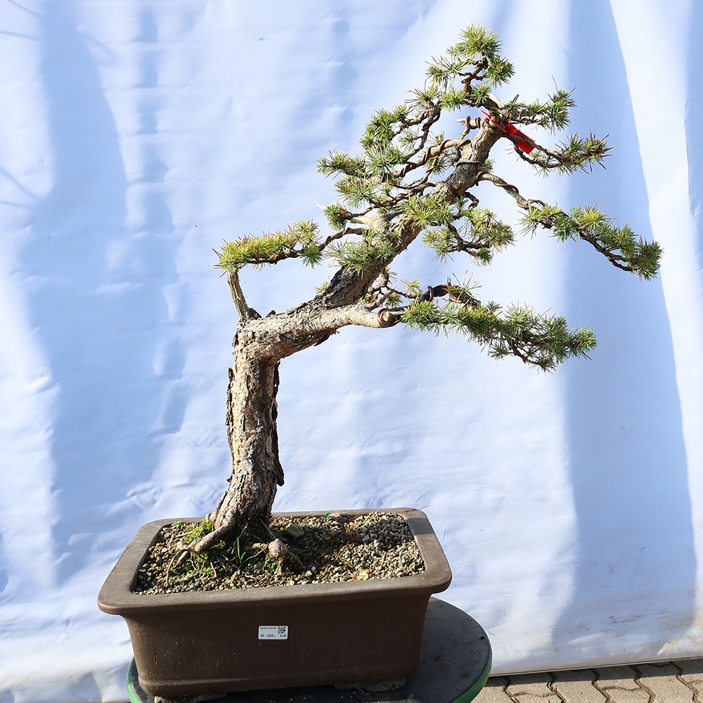 Pinus sylvestris Spagna - pino silvestre