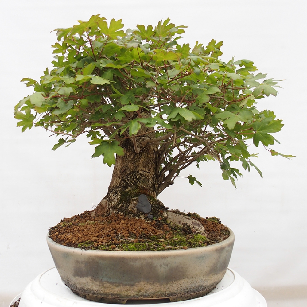 Bonsai da esterno -Javor babyka - Acer campestre