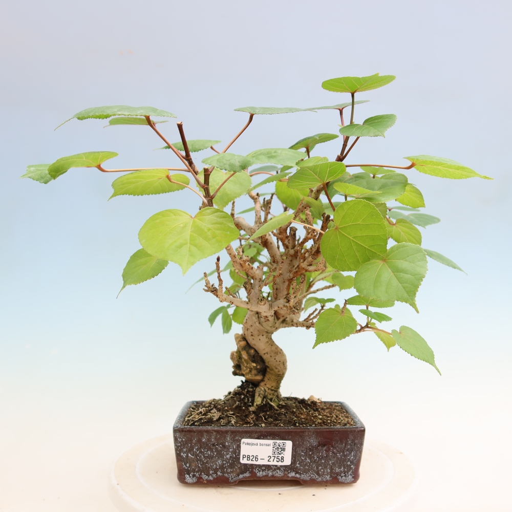 Bonsai da interno - Hibiscus tiliaceus - Ibisco marino