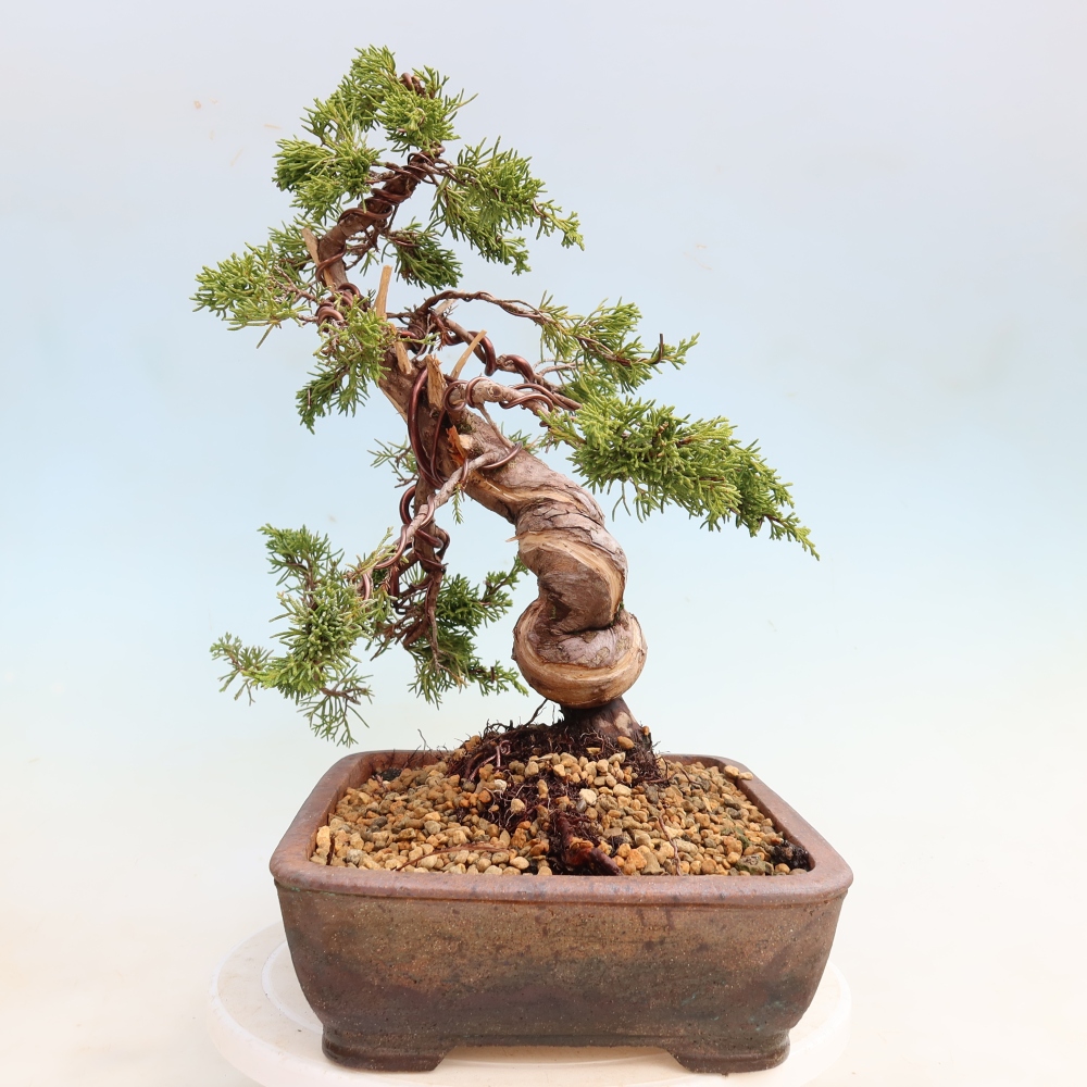 Bonsai da esterno - Juniperus chinensis Itoigawa-Juniperus chinensis