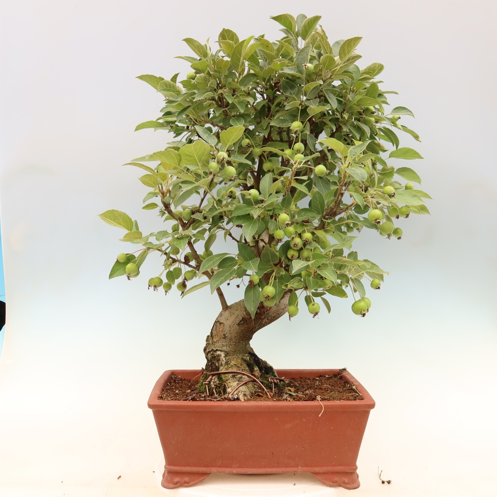 Bonsai da esterno -Malus halliana - Melo a frutto piccolo