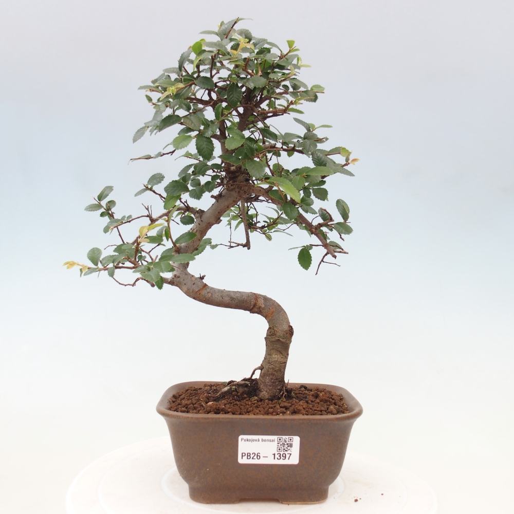 Camera bonsai - Ulmus parvifolia - Olmo a foglie piccole