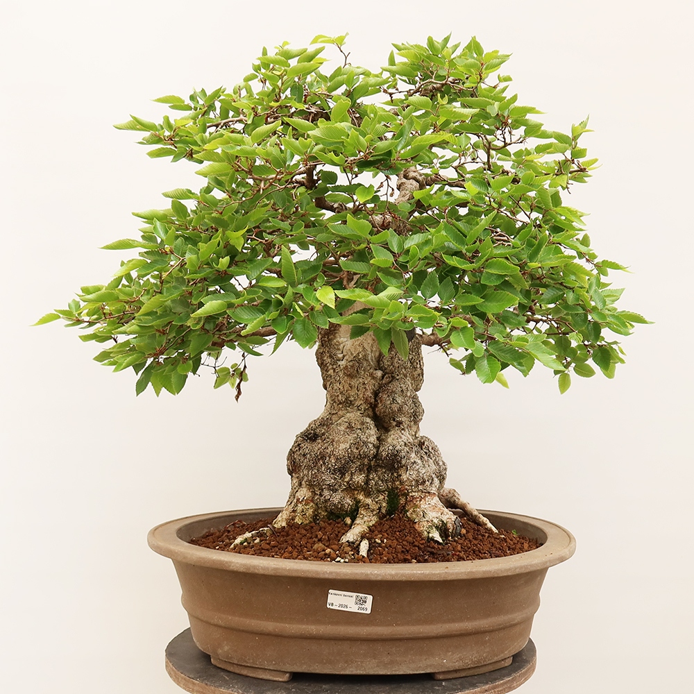 Bonsai da esterno -Carpinus Coreana - Carpino coreano