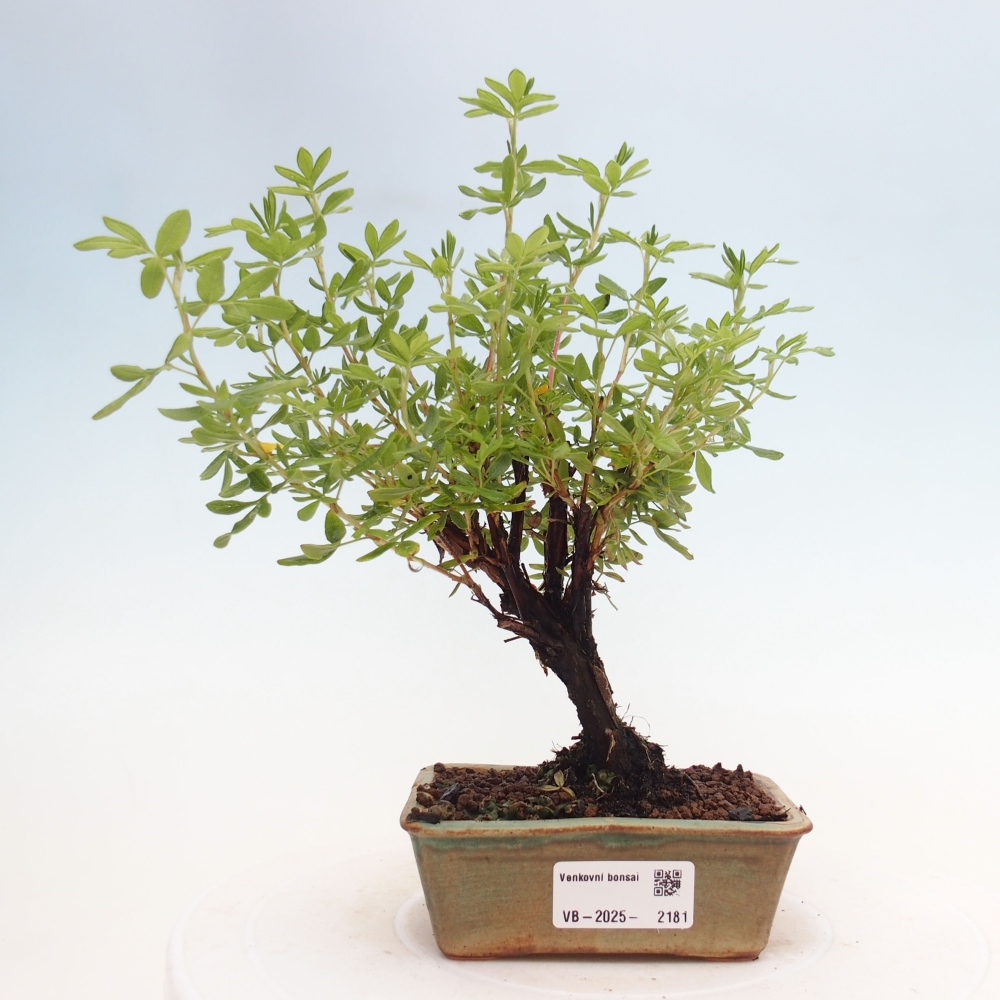 Bonsai da esterno - Potentila fruticosa yellow Bird