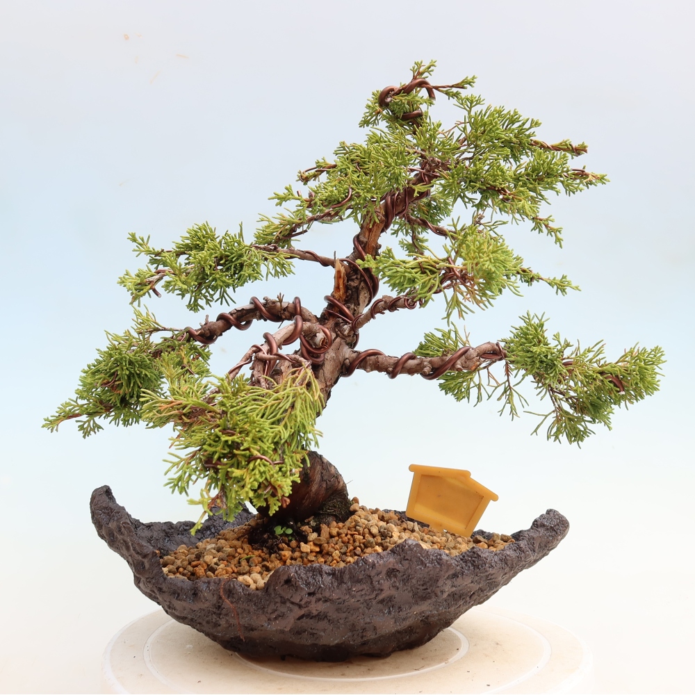 Bonsai da esterno - Juniperus chinensis Itoigawa-Juniperus chinensis