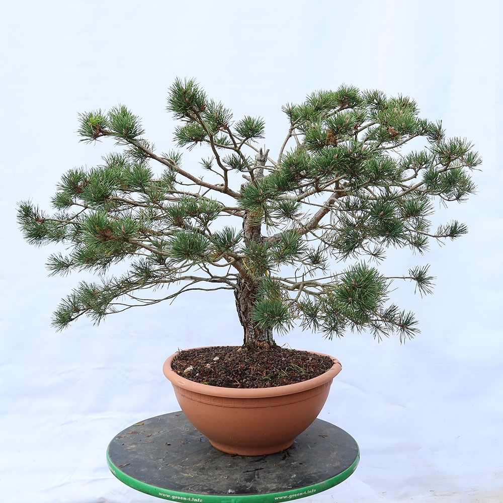 Pinus sylvestris Spagna - pino silvestre