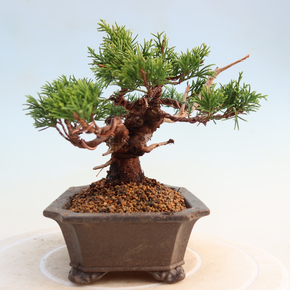 Bonsai da esterno - Juniperus chinensis Itoigawa
