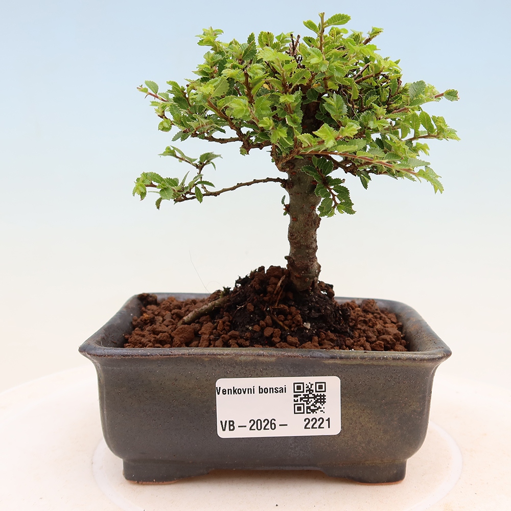 Bonsai da esterno - Ulmus parvifolia Sagei - Olmo a foglie piccole