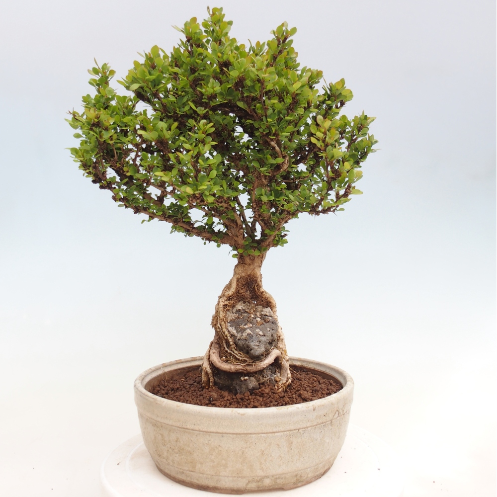 Bonsai da esterno - Berberis coreana
