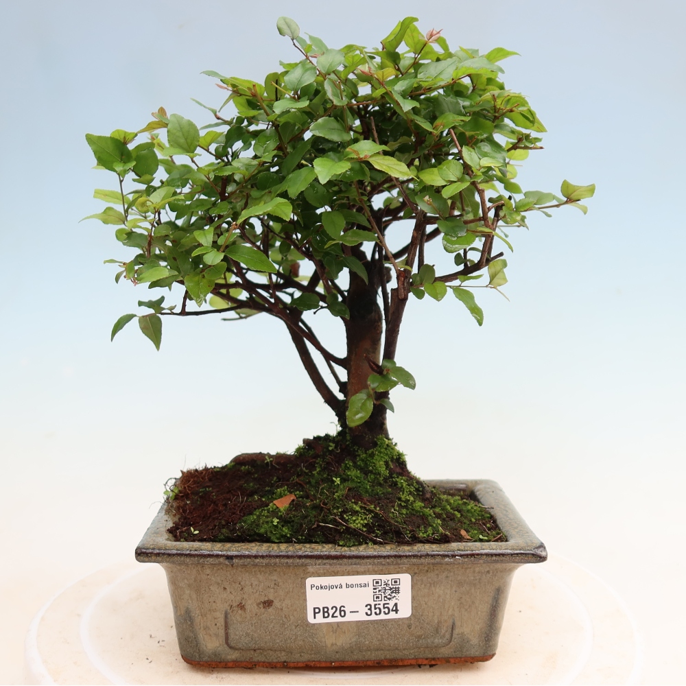 Camera bonsai - Sageretia thea - Sageretia thea