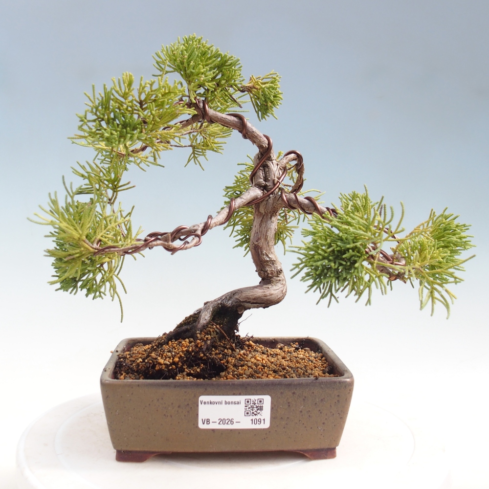 Bonsai da esterno - Juniperus chinensis Kishu