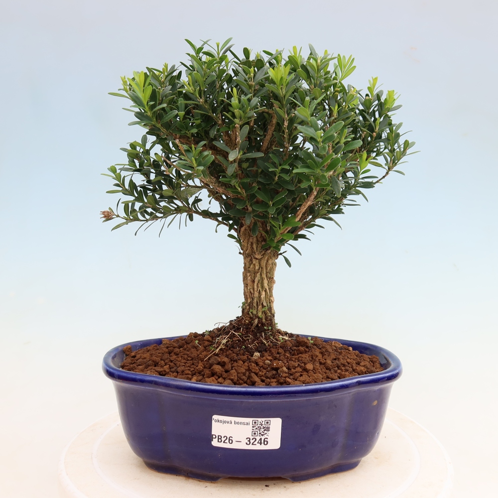 Camera bonsai - Buxus harlandii - buxus da sughero