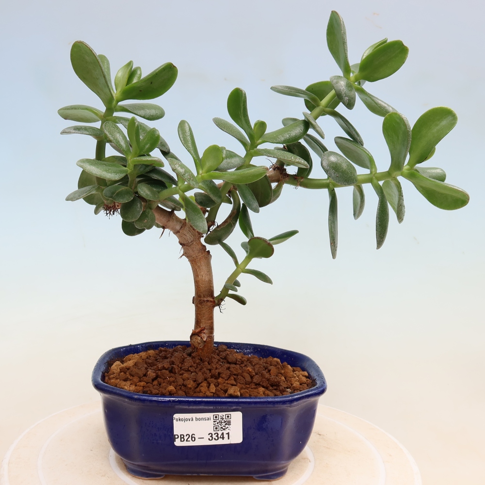 Bonsai da interno - Crassula ovata