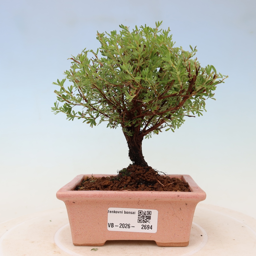 Bonsai da esterno - Potentilla fruticosa - Goldkissen