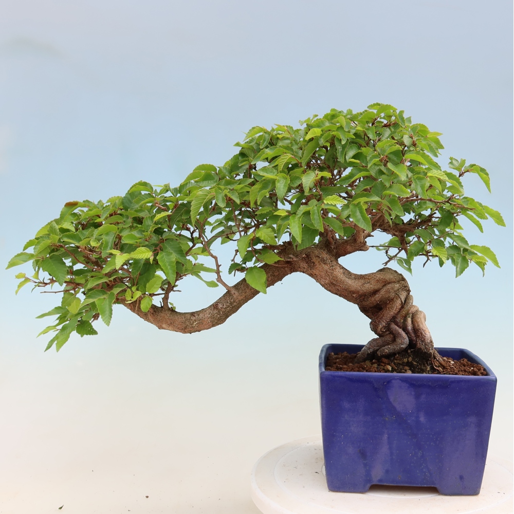 Bonsai da esterno -Carpinus Coreana - Carpino coreano