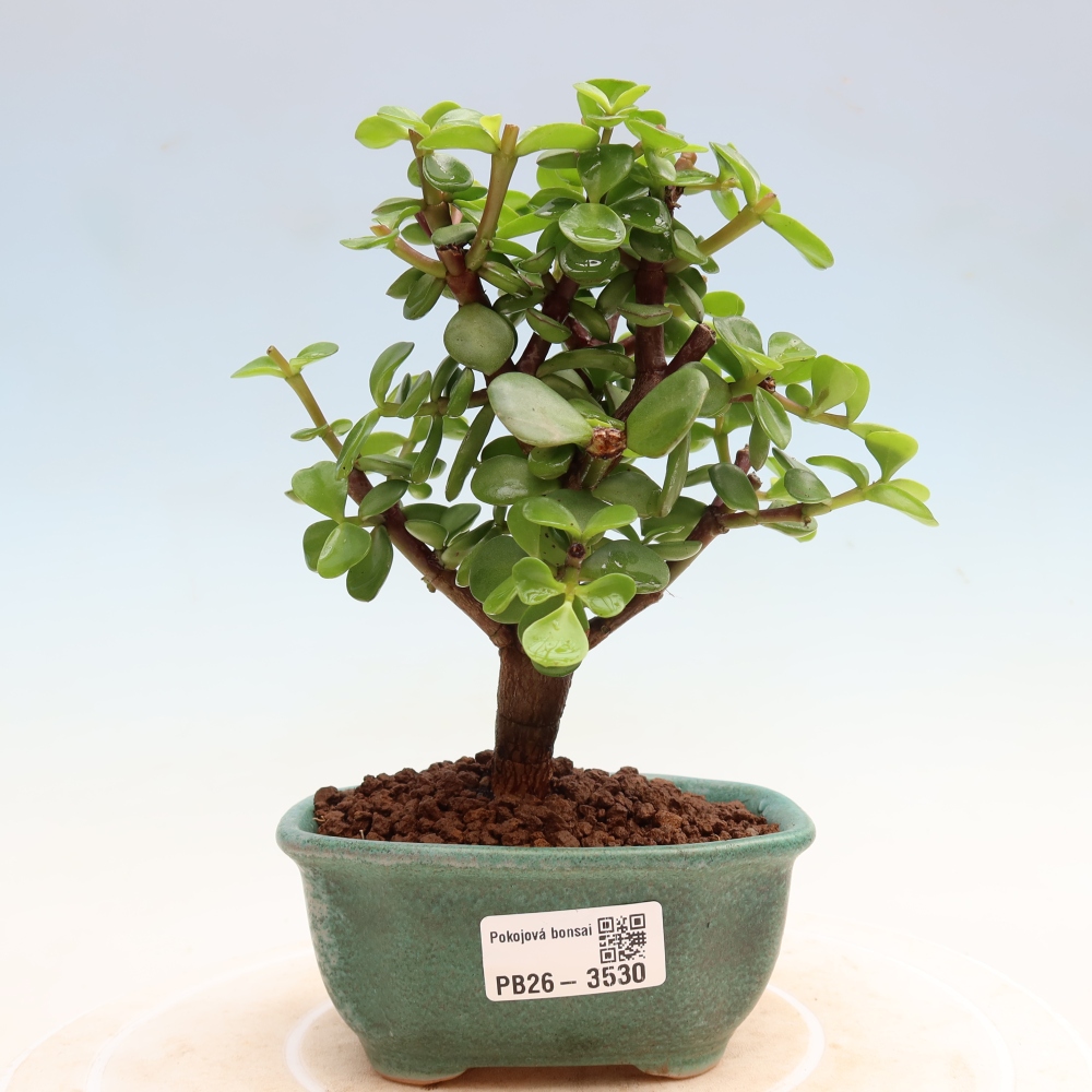 Camera bonsai - Portulakaria Afra - Tlustice