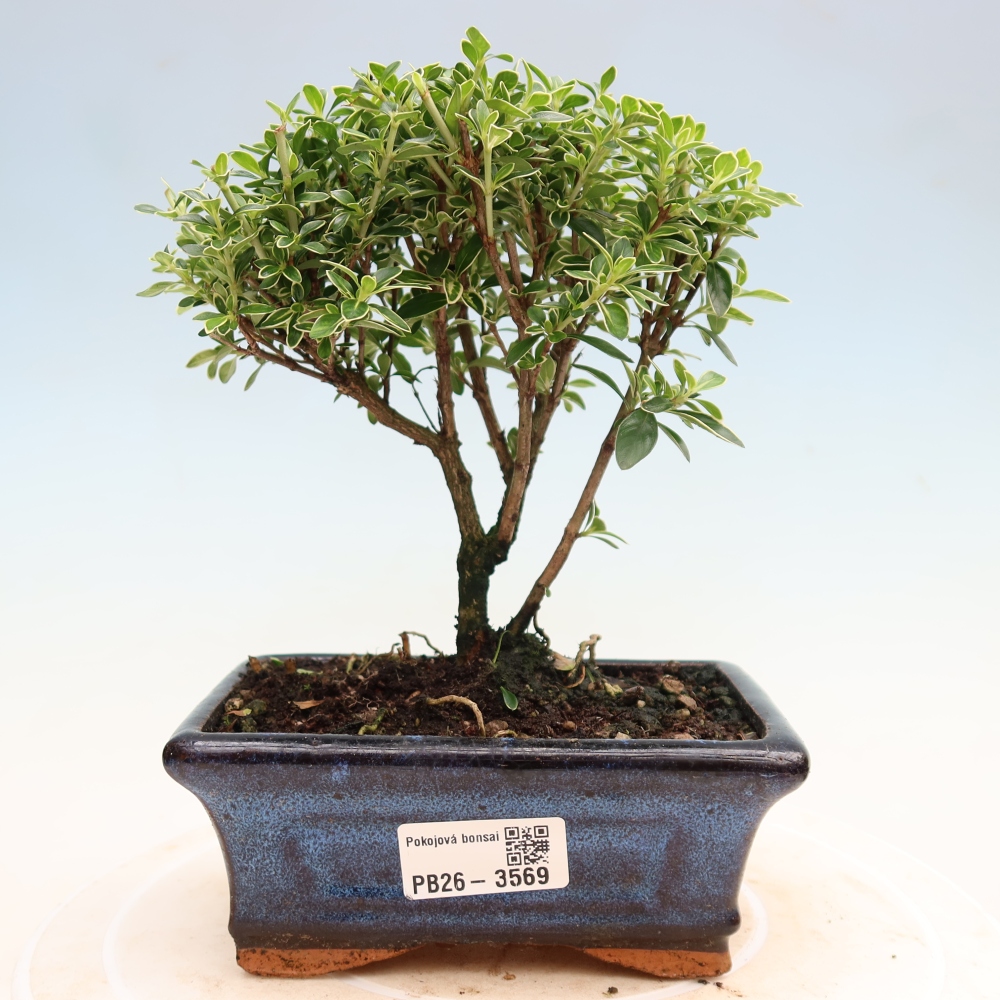 Camera bonsai - Serissa foetida Variegata - Albero delle mille stelle