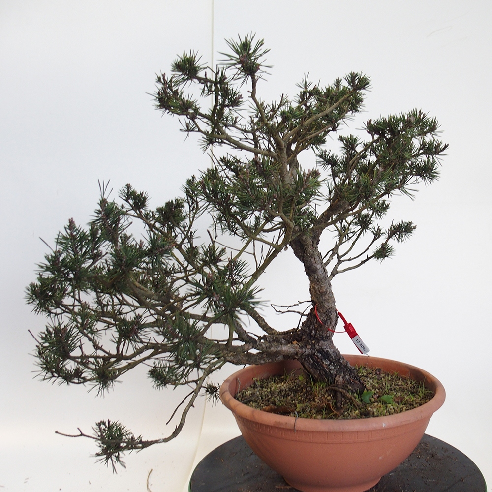 Yamadori - Pinus sylvestris Spagna