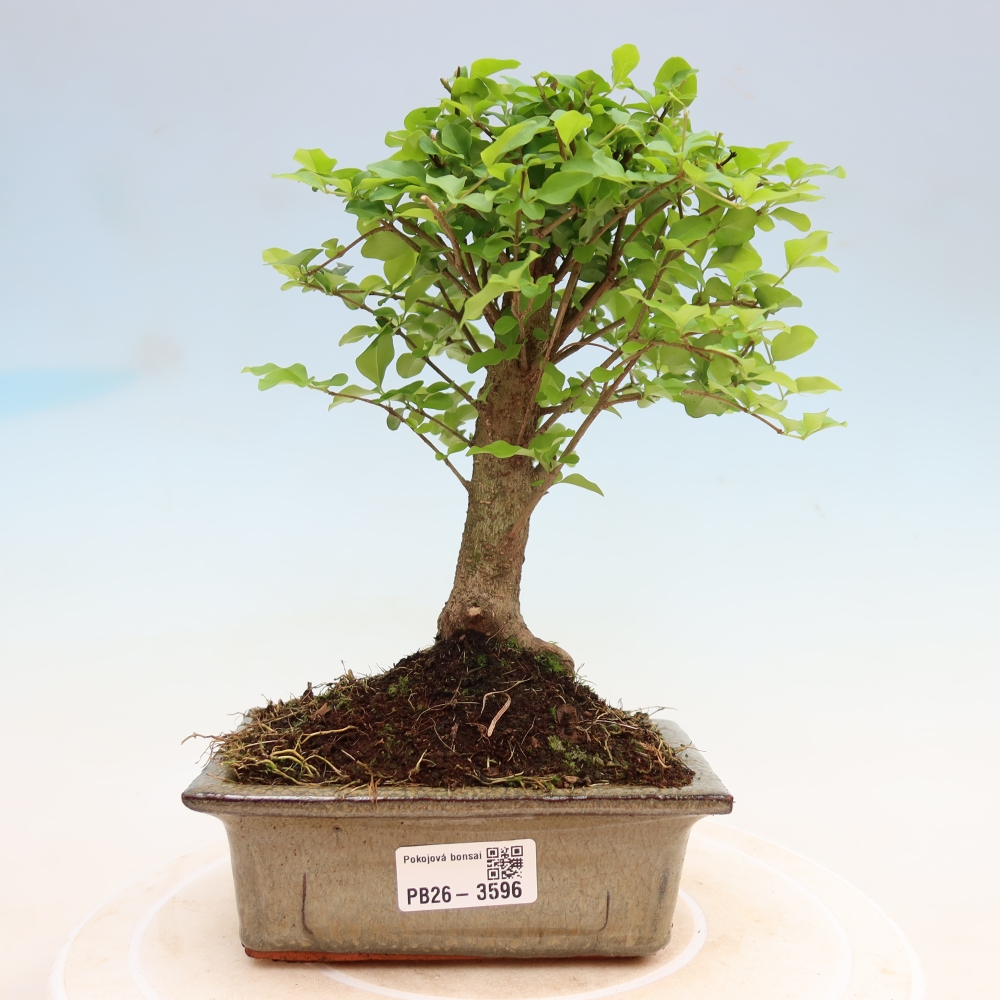 Camera bonsai -Ligustrum chinensis - Becco d'uccello
