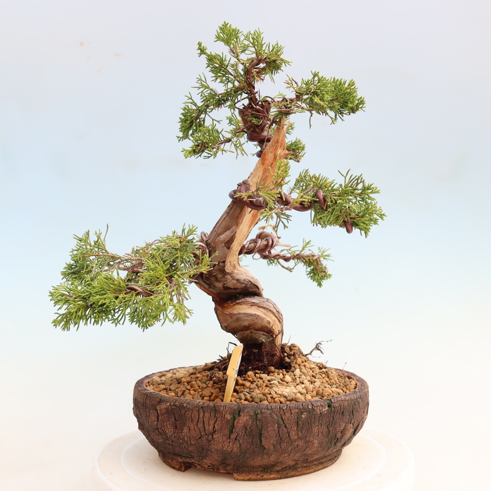 Bonsai da esterno - Juniperus chinensis Itoigawa-Juniperus chinensis