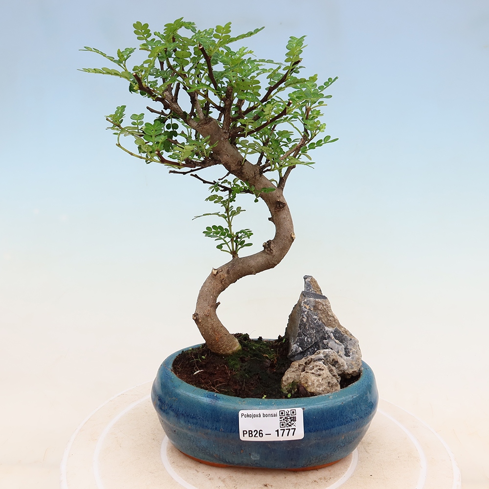 Camera bonsai - Zantoxylum piperitum - albero del pepe