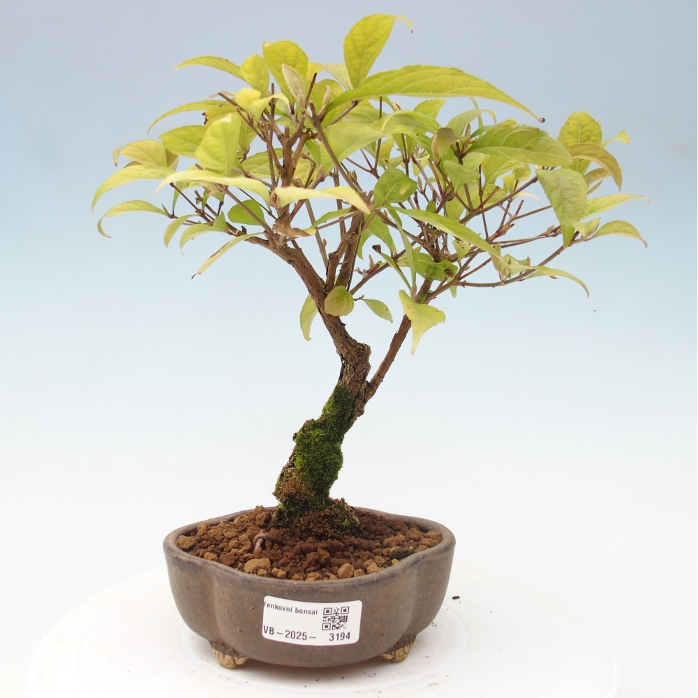 Bonsai da esterno - Callicarpa japonica