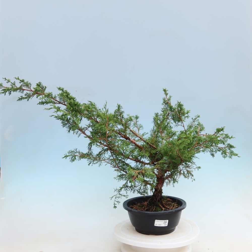 Bonsai da esterno - Juniperus chinensis Itoigawa - Ginepro cinese