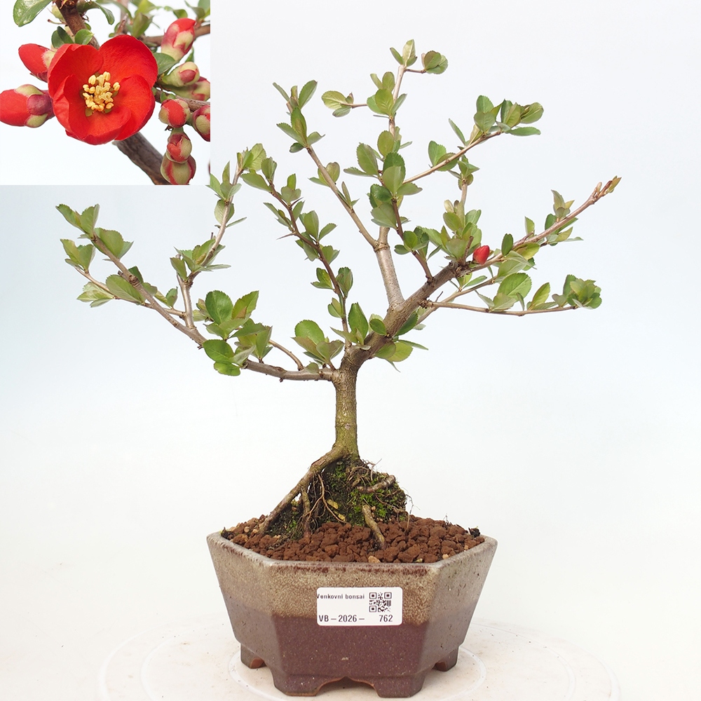 Bonsai da esterno - Chaneomeles sup. Nicoline - Cotogno