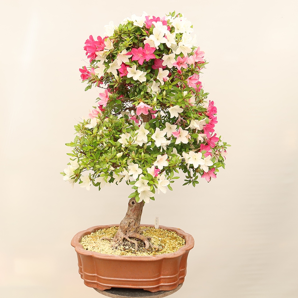 Bonsai da esterno - Azalea giapponese - Azalea Sayaka