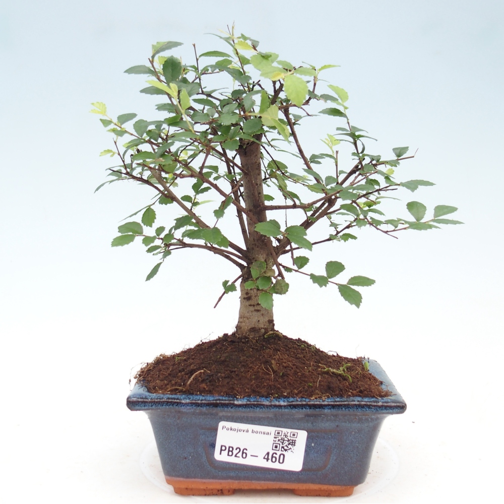 Camera bonsai - Ulmus parvifolia - Olmo a foglie piccole