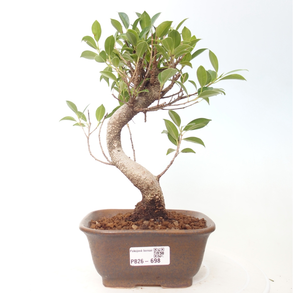 Camera bonsai - Ficus retusa - ficus a foglie piccole