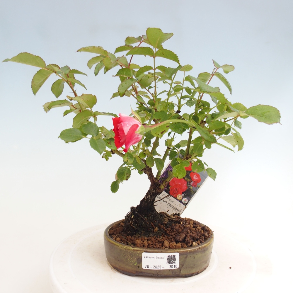 Bonsai da esterno - Rosa Kordes - rosa