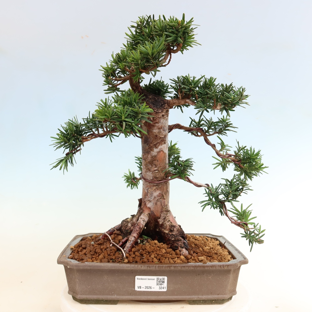 Bonsai da esterno - Taxus cuspidata - Tasso giapponese